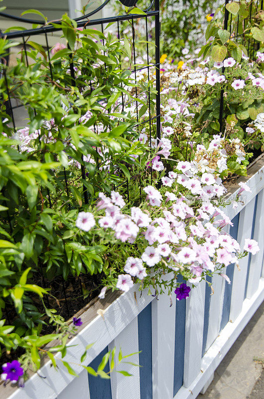 Summer Flowers growing on a trellis in a raised planting bed